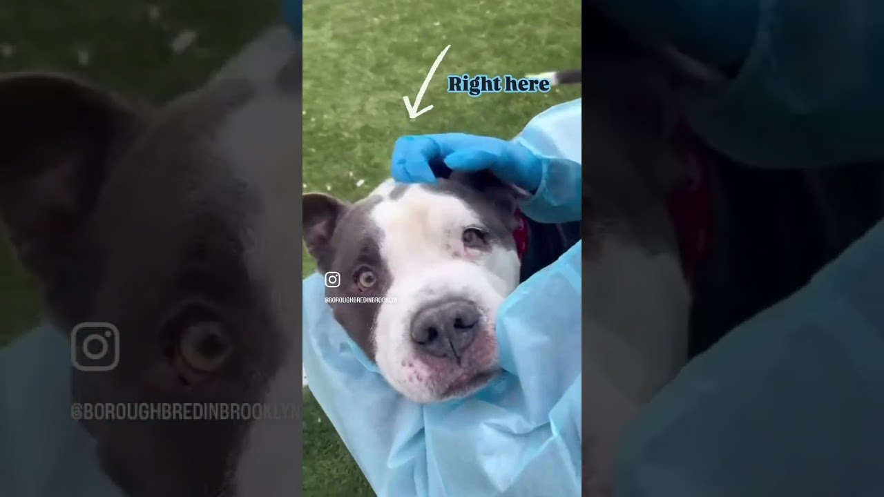 Arquette 218446 slow moving land manatee