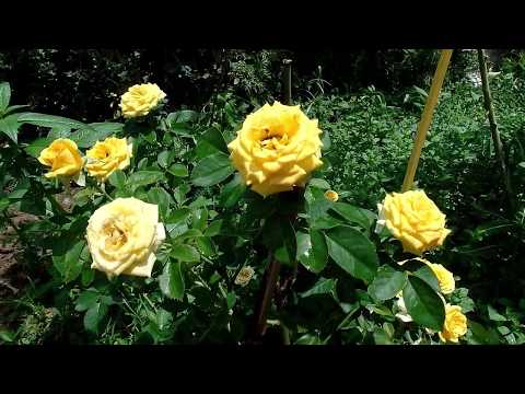 Video Giới thiệu một số giống hoa hồng tỉ muội ở Sa Đéc - youtube