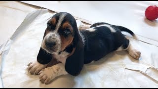 cure your january blues with basset puppies!