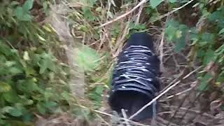 Finding the watwer source 7 months later (lister site)