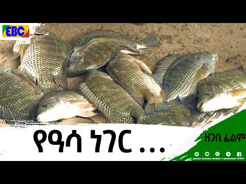 ቪዲዮ: አርቢዎች አሁንም የአሳ ሳንድዊች አላቸው?