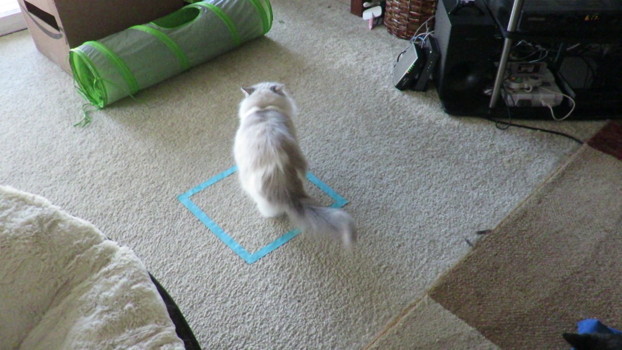 How to trap a cat - all you need is tape!