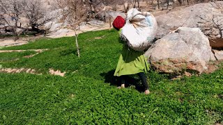 Village daily life Routine in short|Afghanistan village Lifestyle