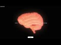 human brain