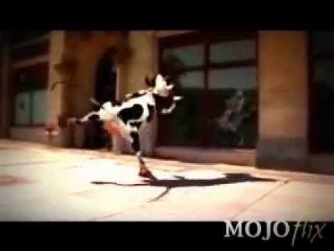 vache qui chante