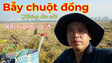 Bẫy chuột đồng không cần mồi... trên cánh đồng ông Thuận sẽ như thế nào... Tèo ngố TV.