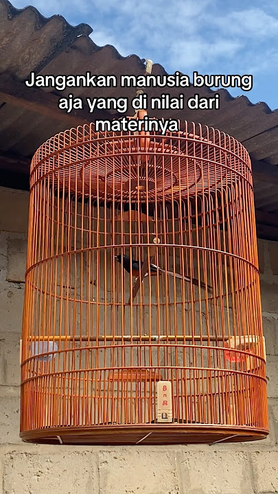 Murai batu gacor kesukaan juri #kicaumania #burung #muraibatu #kicaumanianusantara