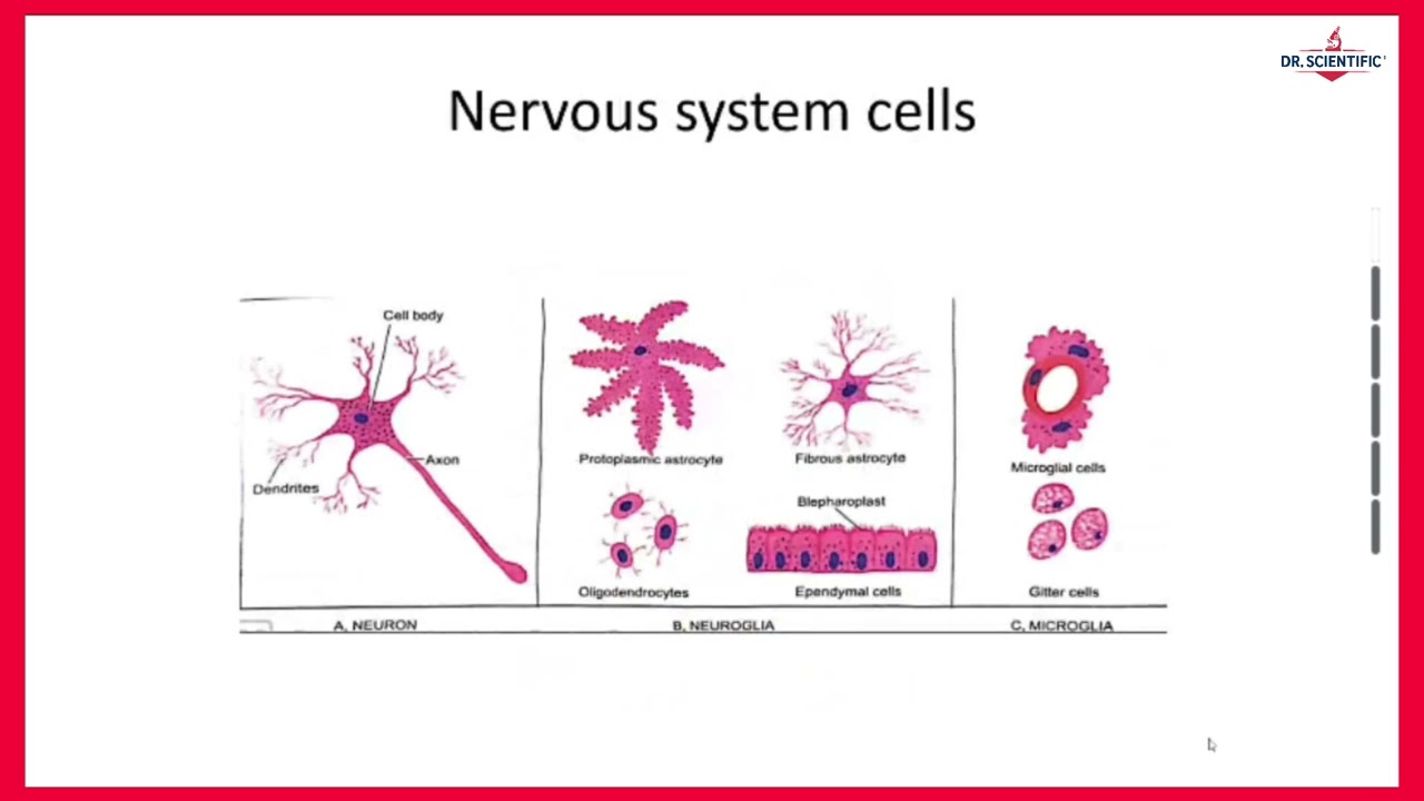 Nervous System Disorders Explained | Pathology II | Anatomy & Physiology Review Made Easy---