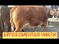 Бекобод мол бозор. Хаммасидан бор ўтказиб юборманг.