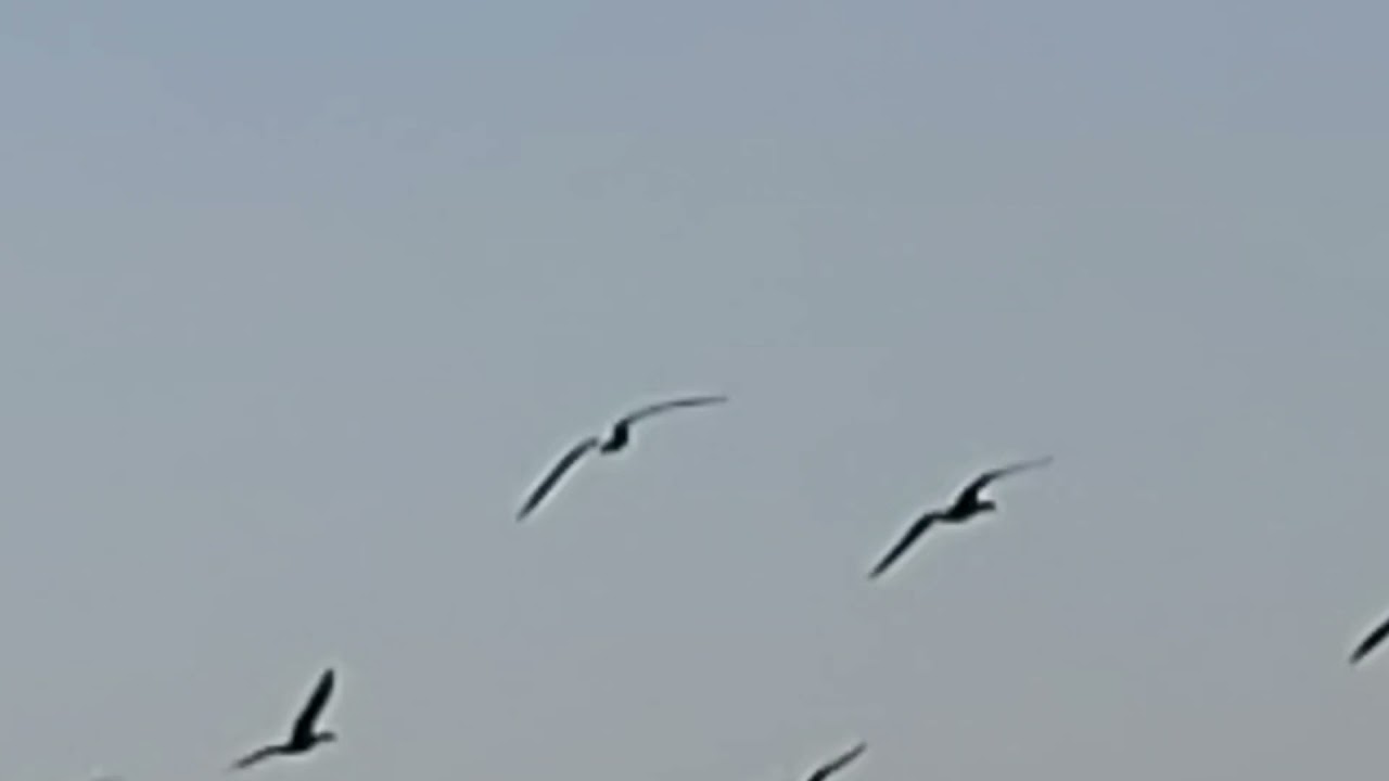 Birdwatching at Pongdam ,HP