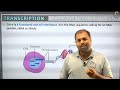 🧬 How Prokaryotes Transcribe Genes | Class 12 Biology Explained