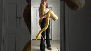 Reticulated Python - Purple Albino