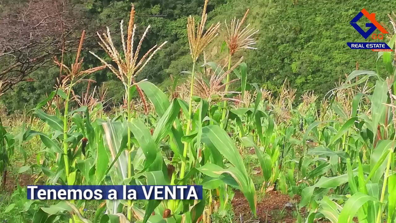 A la VENTA 8 hectáreas de terreno ideales para AGRICULTURA y GANADERÍA