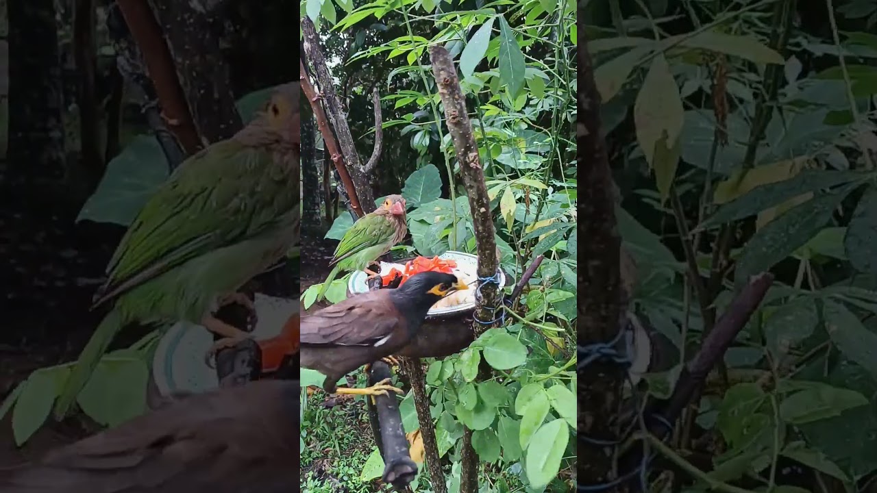 How to drive away. යන්න කිව්ව හැටි 