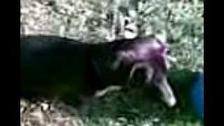 Buddy.3gp