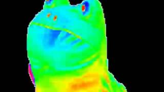 Rainbow Frog Mlg