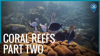 Coral Reefs: Part II