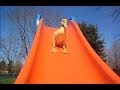 "Ducklings on Slides - Compilation" || CFS