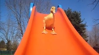Ducklings on Slides