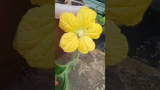 Can you guess the flower name ???? 💛💛 #flowerlove #flowerlover #yellow #ytshorts #subscribe #support
