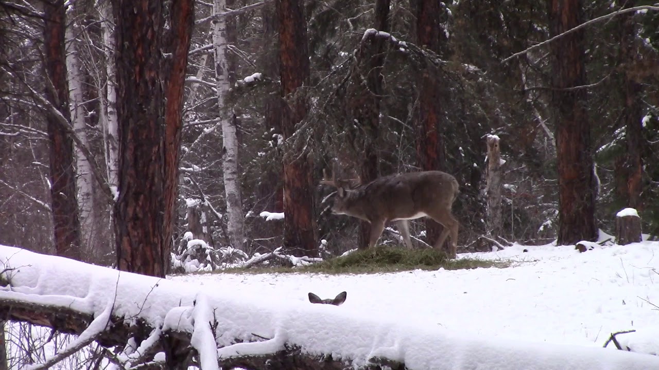Saskatchewan Deer Blind Clip