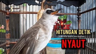 trucukan gacor TARUNG ROPEL PANJANG pancingan trucukan agar bunyi jadikan burung trucuk gacor NYAUT