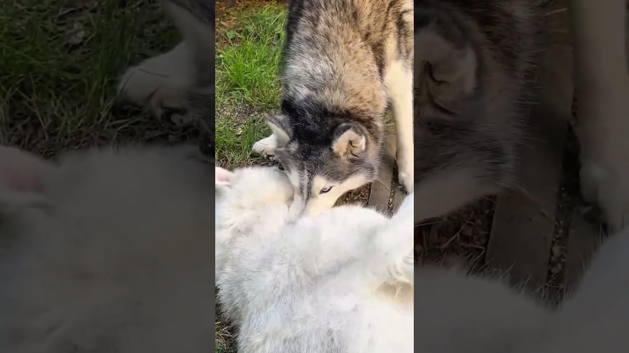 Funny Husky Fight | Ayla Slaps & Bites Akim Playfully 