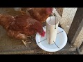 COMEDERO Y BEBEDERO PARA GALLINAS 100% RECICLADO Y TOTALMENTE GRATIS