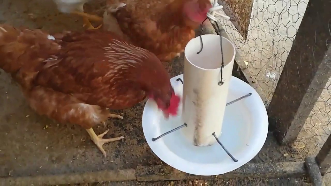 Como hacer bebederos para gallinas