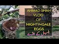Bulbul｜Ahmad Shah Vlog of Nightingale Eggs｜Birds