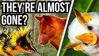 5 Endangered Species That You've Probably Never Heard Of