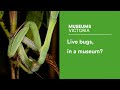Bringing bugs alive to the melbourne museum