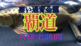 凄い過背金龍　覇道飼育者　　K様宅訪問