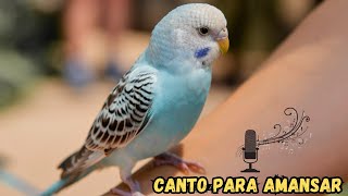 Canto para Amansar Periquito Australiano 20 Minutos Sons de Periquito by Periquito Australiano Criação e Canto 535 views 6 months ago 20 minutes