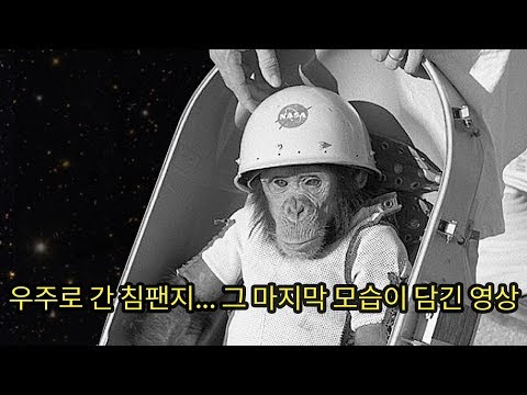 Alone ... Going into space ... A genius chimpanzee on a tragic mission instead of human (sad)