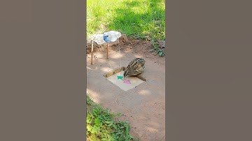 Create Easy Bird Trap  - Quail Trap Technique #simple bird trap #shorts #technique