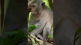 Into the World of Monkeys: Jungle Jamboree Monkey Moments that Capture the Heart Short Monkey MMO