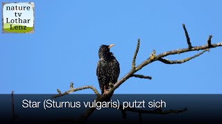 Star (Sturnus vulgaris) putzt sich