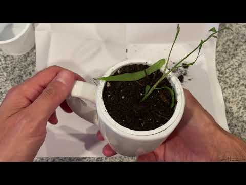 How To Propagate Queen Of The Night