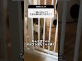 よくいただく質問に答えてみました！　 #cat #猫 #ノルウェージャンフォレストキャット #ノルウェージャン #北欧猫