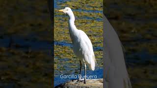 Bubulcus Ibis