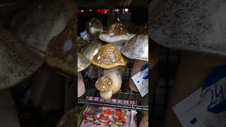 W Pojawiły Się Grzyby