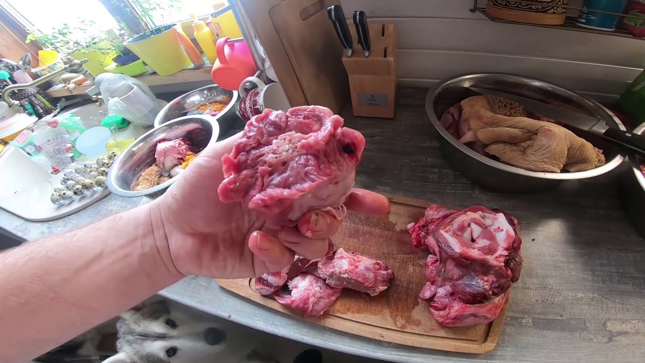 Можно ли давать собакам куриные головы. Можно ли собакам куриные головы.