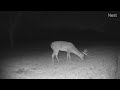 2021 10 25 deer buck