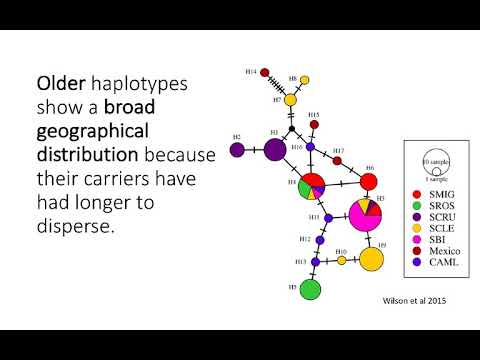 BIO178 Week 4 Phylogeography Networks