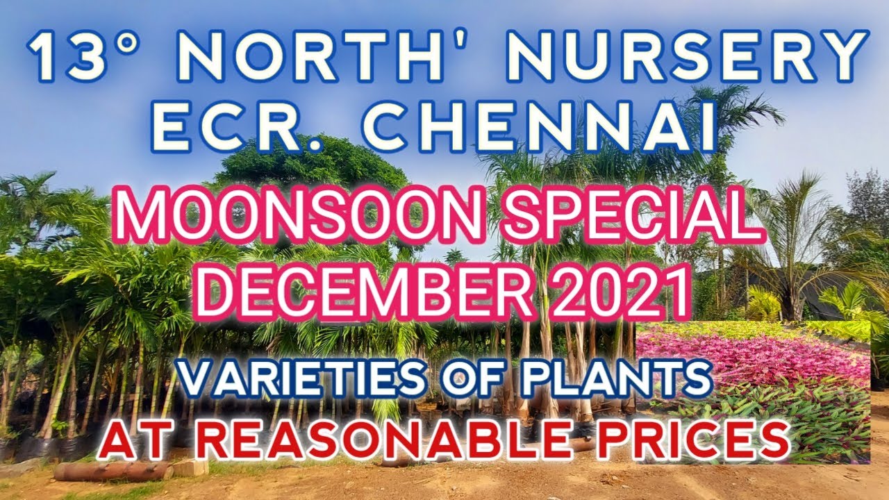 13°NORTH ECR Chennai, Nursery 13 degree NORTH. Varieties of plants at