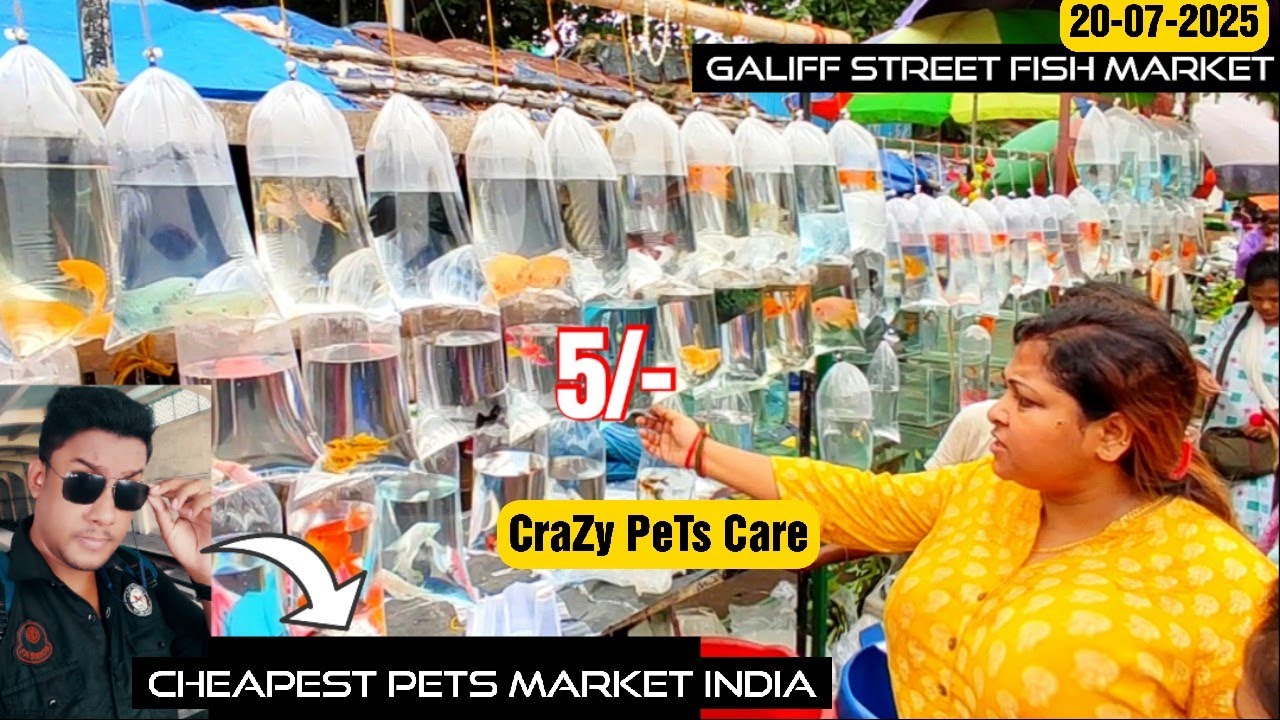Recent Aquarium Fish Price Update | Galiff street Fish Market | Galiff Street new video 20-07-2025