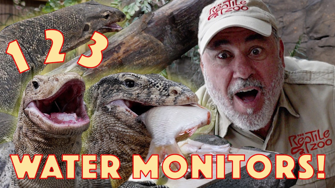 Photo inspiration: Picture Idea: Feeding All Our Water Monitor Lizards At The Zoo Today