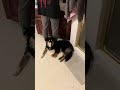 😳 #bordercollie #dogshorts #puppy #funny #dog #cute #herdingdogs #pet #doglife #doglove #fyp #bc