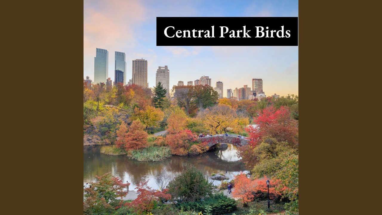 Watch Belvedere Castle Birds on YouTube Watch Belvedere Castle Birds on YouTube